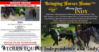 STOLEN EQUINE Independence aka "Indy",  Near Piney flats , TN, 37686